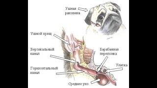 Отит у кошек и собак, разновидности отита, причины заболевания