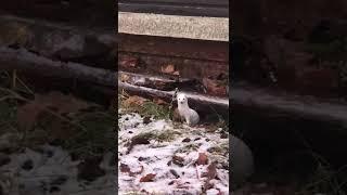 Weasel in white winter coat, Sweden, Feb 2022