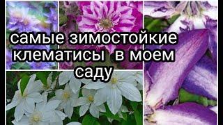 САМЫЕ ЗИМОСТОЙКИЕ КЛЕМАТИСЫ В МОЁМ САДУ !