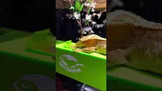Crested Gecko’s Favorite Place to Hang Around