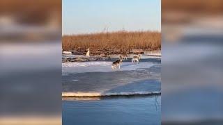 Современный дед Мазай и зайцы