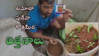 పుదీనా || కొత్తిమీర || టమోటా విత్తనాలు|| Telugu Vlog || Choti Family Telugu