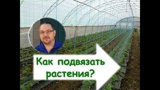 Подвязка растений в теплице. Как подвязать растения? Шпалера - функции и устройство.