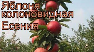 Яблоня колоновидная Есения (malus)  яблоня Есения обзор: как сажать саженцы яблони Есения