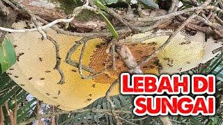 Cikgu Lama Ikut Mencari Madu Lebah! Dulu Mengajar, Sekarang Nak Panjat Pokok! #eps285