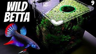 Wild Betta Imbellis (Wild Betta Tank Setup)(EP9 Betta Tank) – Wild Betta Unboxing