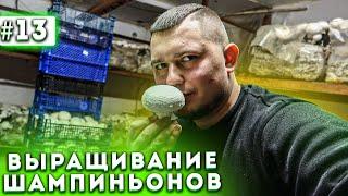 #13 Бизнес В Гараже | Первая Волна | Блогер Gribnoff | Выращивание Шампиньонов