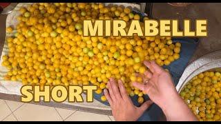 Mirabelle homemade alcohol - SHORT version