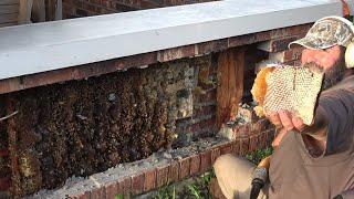 Bee Man Vs Brick Wall Full Of Bees!