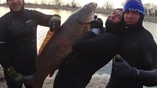 Подводная охота на сазана. Cазан 29 кг. Нижняя Волга. Spearfishing on big carp. Carp 29 kg.