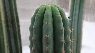 T. pachanoi VS T. bridgesii Botanical Comparison Video - Trichocereus