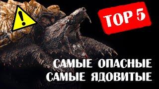 ТОП 5 самых опасных и ядовитых животных в Panteric