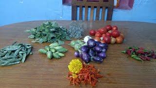 today Harvesting|harvesting vegtables|Garden harvest|Terrace garden|terrace Gardening for beginners