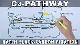 C4 Pathway Carbon Fixation