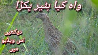 quail hunting 2021//batair ka shikar 2021//desi mahool tv