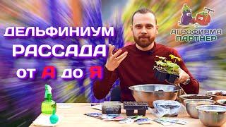 Дельфиниум | Все о выращивании рассады от А до Я | #рассада #дача #цветы