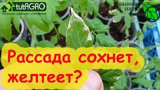 РАССАДА ЖЕЛТЕЕТ, СОХНЕТ, ПЛОХО РАСТЕТ? Решение очень простое!