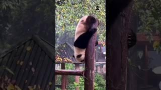 Cutest Ever  #cutepanda #fluffypanda #funnypandavideos #funnyanimals #viral #funny #sillypanda