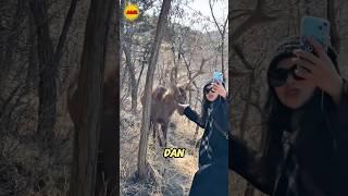 wanita ini sangat terkejut saat sedang foto dengan rusa‼️