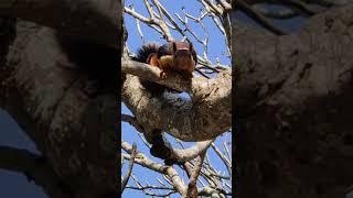 Giant Squirrel|Wild life|Nature