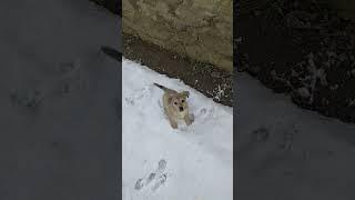 First snow in puppy's life ️️