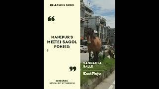 Without immediate intervention, the Meitei Sagol pony's survival looks unlikely