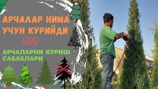 Мажавелник арчалар нима учун курийди? Почему сохнет можжевельник?