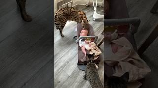 Serval + Savannah Cat + 1 Month old child  #serval #cat #shorts