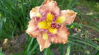 Лилейник Спейскоаст Паттерн Плюс . Hemerocallis Spacecoast Pattern Plus .