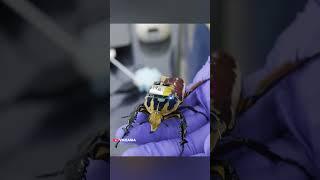 These cyborg insects are made in a lab in Singapore
