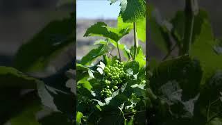 Tasting inspirations from the Okanagan. 