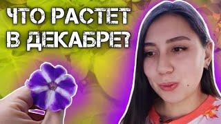 обзор РАСТЕНИЙ в декабре. Что сейчас растет на стеллажах?