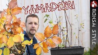 Meine Yamadori aus Holgers Wald (nach 2 Jahren) | #105 Bonsai Style