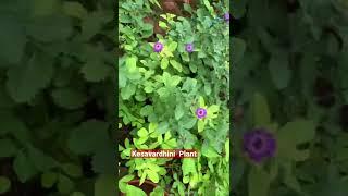 Kesavardhini Plant.#kesavardhini#hairoil#herbalplant#shorts