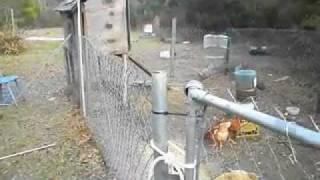 The Alford Poultry Farm Revisited
