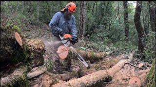 Storm Aftermath: Cutting Up a Fallen Tan Oak Tree for Firewood"