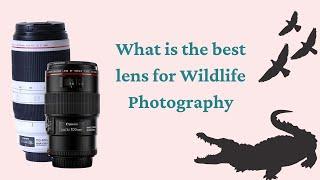 What is the best lens for Wildlife Photography