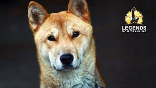 Korean Jindo: Fear and Aggression