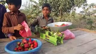 Strawberry k baag ki sair - Vlog