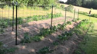 LifeInVT June garden walk, Cukes, tomatoes and corn. 6_17_2012.mts