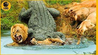 30 Times Crocodiles And Alligators Faced Unstoppable Opponents | Animal Fights