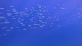 Gocek, Turkey Mesmerising Underwater Footage!