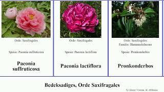 Bedeksadiges, Orde Saxifragales angiosperms Paeonia longiracemosum lactiflora Walker Kiewieteiers