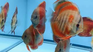 Red Rose / Red Cover Discus