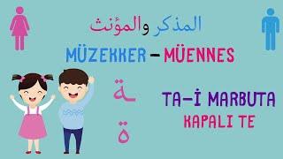 Arapça | Müzekker Müennes | Ta-i Marbuta | Kapalı Te