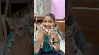 Naye mehmaan ️ | Cat rescue  | #shorts #minivlog #cat