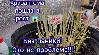 Хризантема мультифлора пошла в рост. Достаём из погреба. Что буду делать дальше 