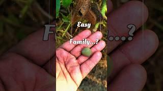 Name it with Family? Image Based Questions for AIAPGET 2024 | NExT ASU | Ayurveda NExT Exam | NTET