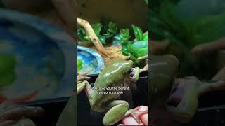 frog chaos
