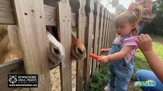 The Miniature Horses at Kowiachobee Animal Preserve in Naples, FL